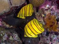 eight-banded_butterflyfish