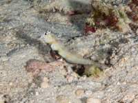 spotted_shrimpgoby