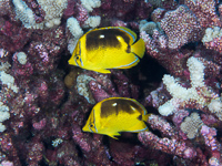 fourspot_butterflyfish