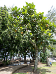 Tahiti12-Breadfruit_Tree