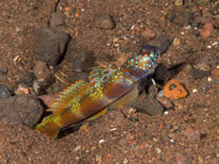 goby-wide-barred