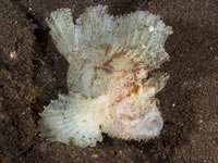 leaf_scorpionfish2