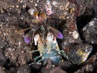 mantis_shrimp1