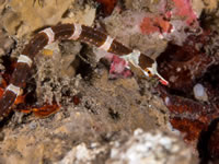 pipefish4-brown-banded