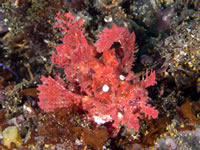 scorpionfish2-weedy