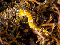seahorse1-thorny