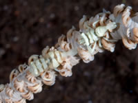 shrimp1-whip_coral
