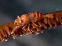 shrimp2-whip_coral