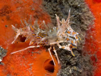 shrimp6-spiny_tiger