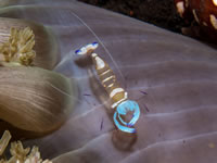 shrimp7-anemone