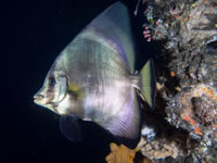 spadefish-pinnate