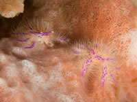squat_lobster3-hairy