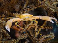 coral_crab