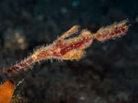 roughsnout_ghost_pipefish