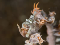 whip_coral_shrimp1
