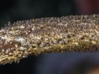 whip_goby_eggs