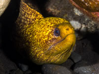 yellowmargin_eel