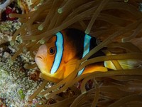 clark's_anemonefish