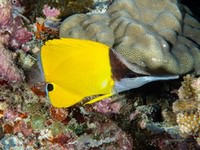 longnose_butterflyfish