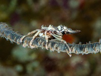 wire_coral_crab1