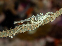 wire_coral_crab2